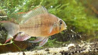 Bolivian Ram chomping down food (too fast)