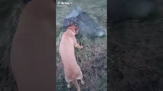 псу байдуже ... #watchua #україна #petroortep #tiktok #pets