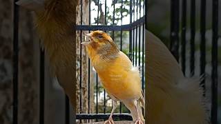 treinamento de voz canário #canarysinging #canarybirds #canary