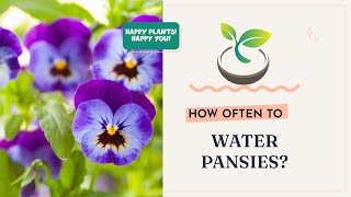 🍀🌸🌿How Often to Water Pansies?