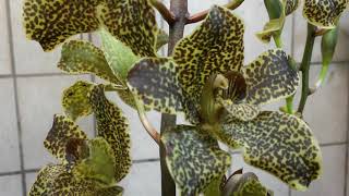 Grammatophyllum,   Цветение Орхидеи Грамотохилум Gram.Jumbo Grand