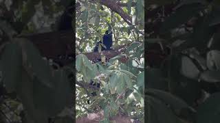 Great-tailed Grackle in Monterrey, MX