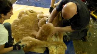 Shearing an alpaca - Alma Park Romeo