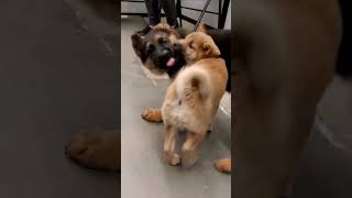 Shiba Puppy Fights German Shepherd