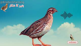 QUAIL Catch||Quail hunting voice||Batir ki Awaz shikar ky liy