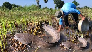 Top fishing video!  amazing catch a lot of fish,  Best hand fishing