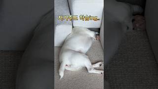 중간에 털썩 🐶웃기네.. #강아지일상