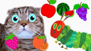 The Very Hungry Caterpillar and Rory The Cat learn names of fruits in English and paint together