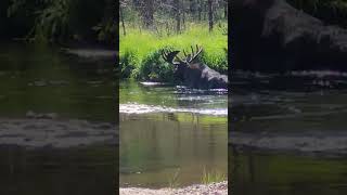 bull moose occupies trout stream while eating