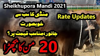 Cattle Market Cattle(For Eid Sale New Rates) Sheikhupora 2021-Cattle Mandi 2021-Sheikhupura Mandi