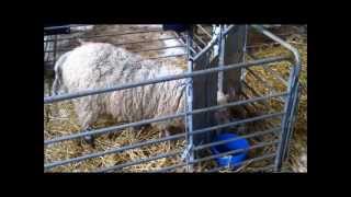 Lamb Adoption Gate