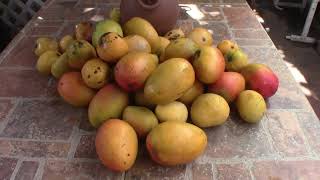 What do I do with all these mangos!? 😲 #gardening