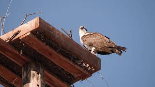 Osprey Nesting in Estes Park