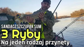 Sandacz - szczupak - sum | Skuteczne przynęty na ryby drapieżne z gruntu