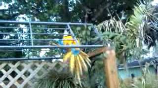 Pongo & Bobby having fun in the yard