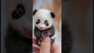 Oh my gosh 😮, look at this, the tiniest panda imaginable 🐼✨