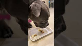 No vaya a ser que después me piden pastel! #shorts #bullybreeds #viral #dogvideos