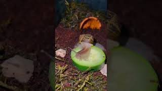 Snail Enjoying a Cucumber