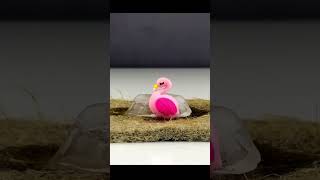 Ice Melting Time Lapse Tiny Pink Flamingo