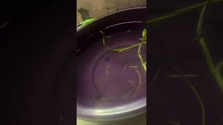 #trending #viralvideo #love #fish #nature