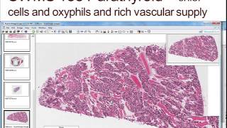 Medical School Histology. Images of the Endocrine.