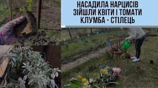 #32 Насадила нарцисів/Зійшли квіти і томати/Зробила квітковий стілець/Жимолость/Проблема з водою