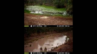 Time-lapse: Amazing comparison of 2 lagoons with/without feral pigs