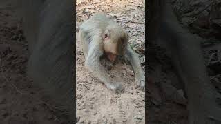 Young wild monkey in Amber troop find food in soil - ML024