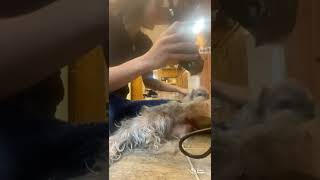 Schnauzer gets a haircut!