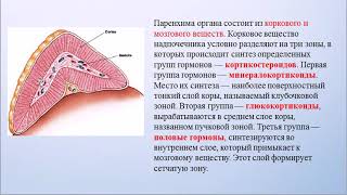 Лекция «Гуморальная саморегуляция в организме»