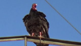 Creepy vultures invade my town