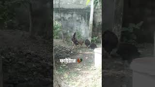 ফাইটার কক🐓