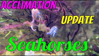 Seahorses' First Days in 300 Gallon Aquarium