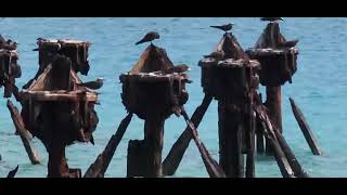 Brown Noddies build nests with sea grass wracks on beach.