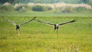 Monsoon Bird Watching Experience at Dhanauri Wetland-Relaxing Birds Singing, Sound & call