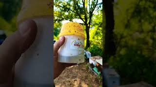 varroa control #varroa #wildlife #nature #bees #ytshorts