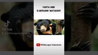 Fakta Unik! Sun Bear : Si Beruang Matahari - Part 1 #shorts #shortvideo #viral #hewan #fakta #fact