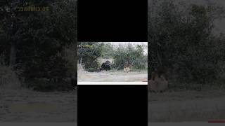 2023Heartbreaking! Male Lion Alone Fights With Ferocious Buffaloes To Protect Cub Only To G...