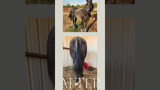 5 month transformation after a gelding lost its tail! #horses #equine #grooming #biomane #shorts