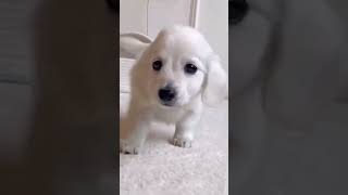 cute puppy 😃 funny moment 🤣😭#shorts #youtubeshorts  #cutepuppy