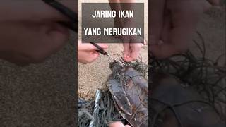 Penyu yang Terperangkap jaring : Sebuah Pengingat Bahaya Sampah Laut #faktamenarik #animals