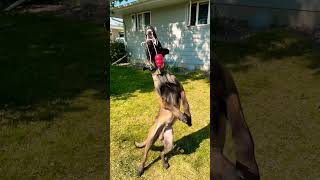 Malinois dancing with toy. #belgianmalinoisdog #searchdog #workingdog