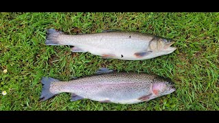 Rockbourne trout fishery, A very nice Spartic trout, another great day Rockbourne.