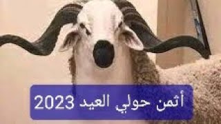 وثائقي: ليوم من سوق شعبي بالمغرب 🇲🇦هذه هي أثمنة الأضاحي 🐏كلشي إعيد إنشاء الله حولي العيد 2023