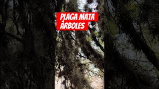 Plaga mata árboles 🌳 del pueblo, sabes que es? #jardin #plagas #árboles 🥹#plantas #natural