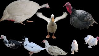 Different Beautiful Birds Video