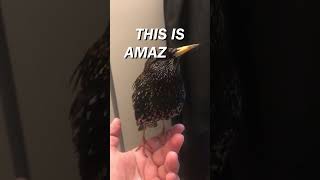 Hilarious bird copies owner's words #birds #funny