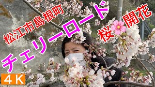 観光2.【松江チェリーロード】桜開花