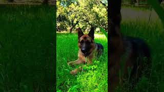 German shepherd dog field show #viral #trending #music