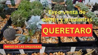 Mas vendedores de cactus y suculentas en Querétaro